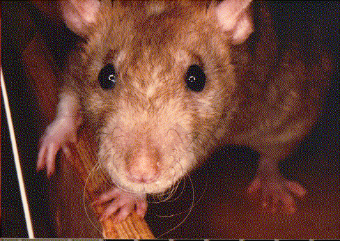 [Kinky, dumb but sweet!]