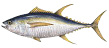  [Beautiful ʻahi yellow-fin tuna] 