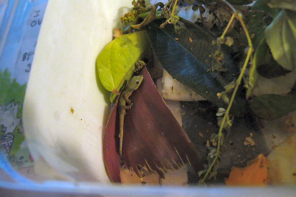 Liʻi in TJ edamame box