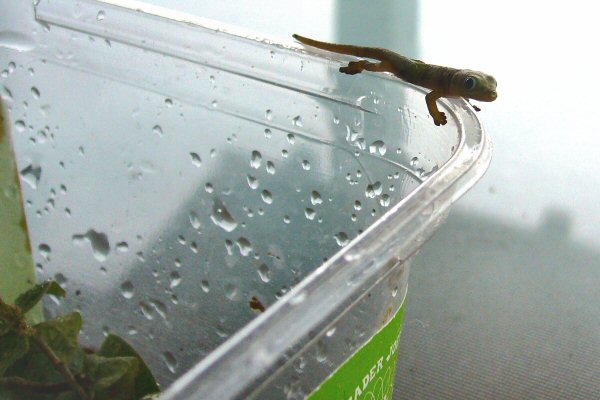 Liʻi climed to edge of edamame box