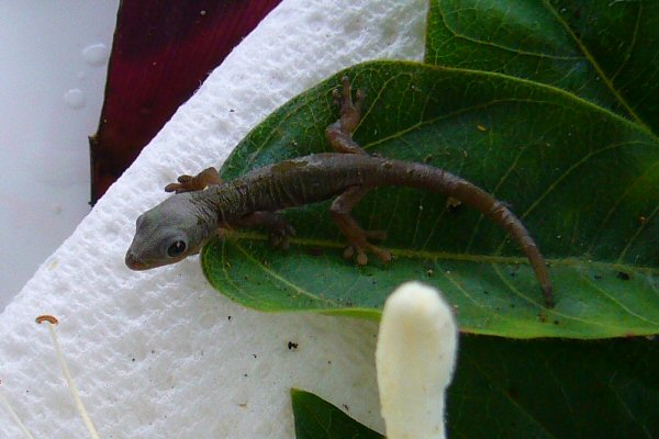 Liʻi close-up
