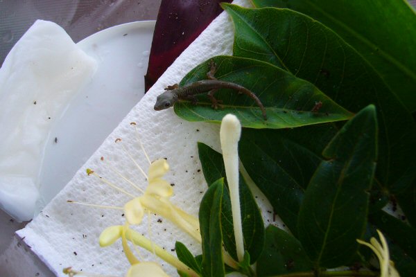 Liʻi in larger container