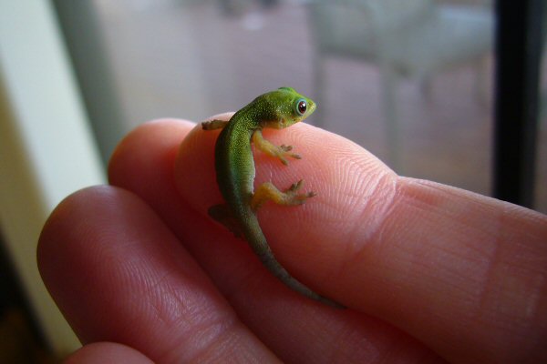 On my finger, looking out the door