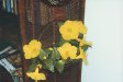 Yellow hibiscus flowers in living room at Hale Pōhaku