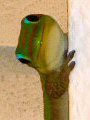 Sneaker, a small male Gold Dust Day Gecko in Kailua Kona, Hawaiʻi